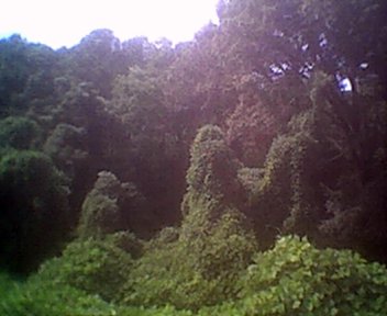 In this outdoor shot, several large shrubs and small trees are completely covered by kudzu, a leafy green plant.