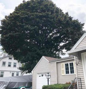 An enormous tree towers over two small houses on a suburban street.